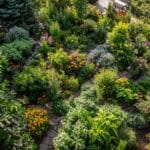 Plantes santé : Votre jardin de guérison